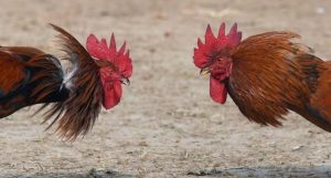Ministerio de Deportes autoriza reanudación de las lidias de gallos