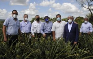 Gobierno de RD anuncia medidas para aumentar las exportaciones de piña