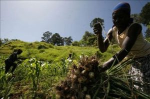 Gobierno de Haití brinda apoyo a pequeños productores agrícolas