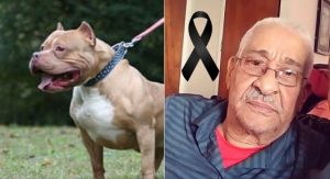 BAHORUCO: Perro pitbull mata a su propietario mientras lo alimentaba