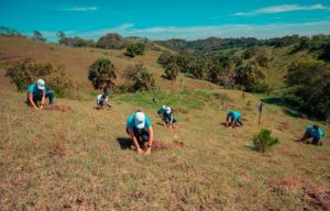 SANTIAGO: Empleados del Popular siembran 22,400 árboles en Plan Sierra