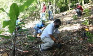 SANTIAGO: Inician jornada de siembra en la cordillera Septentrional