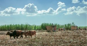 Centroamérica y RD, «perfectas» para un «laboratorio de acción climática»