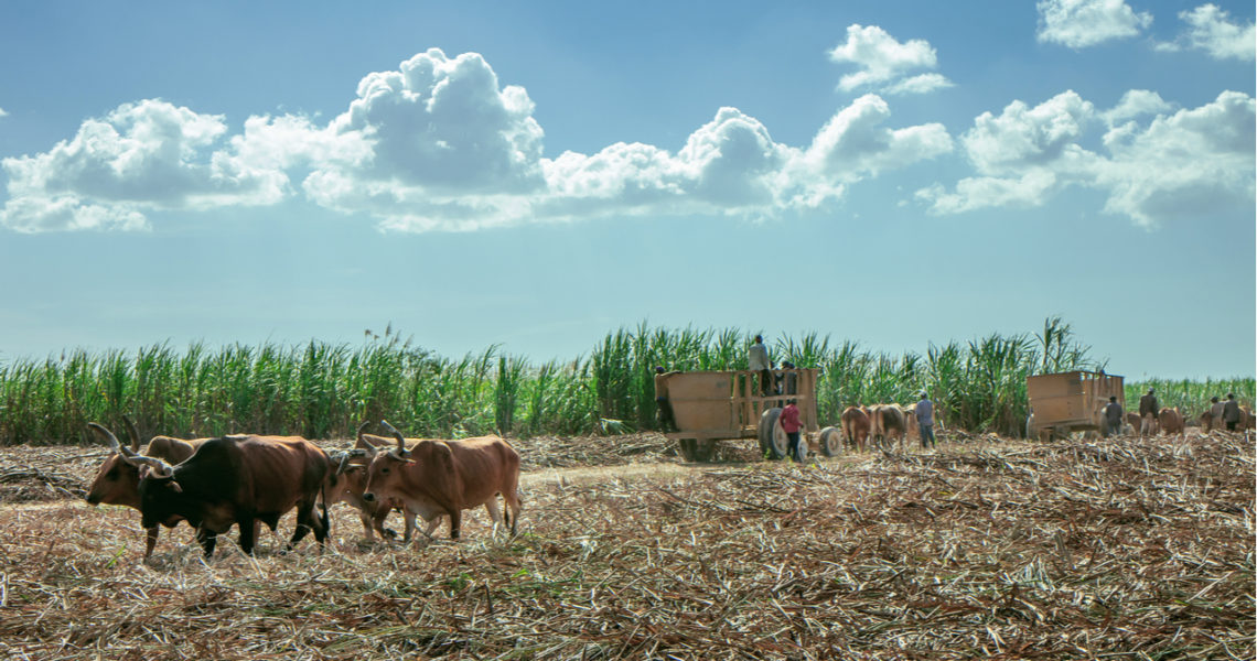 Centroamérica y RD, «perfectas» para un «laboratorio de acción climática» imagen