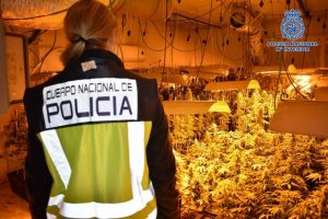 ESPAÑA: Detienen cinco de RD por distribuir marihuana y otras drogas