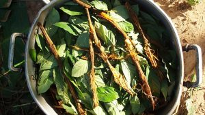 Una infusión indígena fomenta el crecimiento de nuevas neuronas Una infusión indígena fomenta el crecimiento de nuevas neuronas