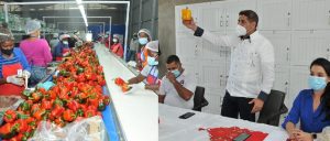 Productores de Ocoa exportarán a EU cuatro millones libras pimiento morrón