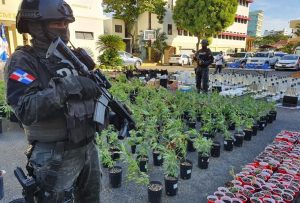 Ocupan 1,500 plantas marihuana en invernaderos de Santo Domingo Este