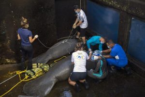 República Dominicana devuelve al mar tres manatíes del Acuario Nacional