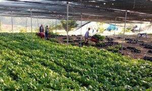 Indocafé entrega 400 mil plantas productores región Sur del país