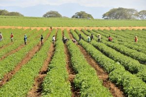 Gobierno estimulará la producción de tomate en toda República Dominicana