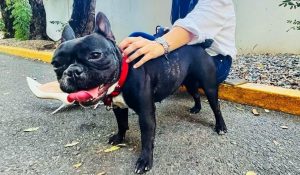 El agresor de la perra Trufa deberá pagar una multa de 300,000 pesos