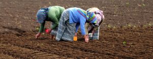 Gobierno Haití y FAO colaboran para combatir la inseguridad alimentaria