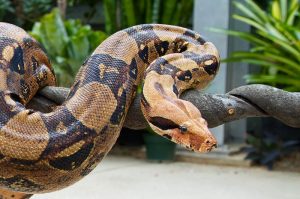 Autoridades dominicanas decomisan una boa constrictor y una pitón real