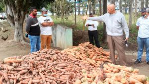 Agricultura niega haya autorizado importación masiva de zanahoria