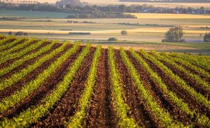 La Agencia Española de Cooperación impulsa proyecto agropecuario en RD