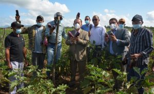 Director FEDA visita un proyecto de siembra de berenjena en Los Alcarrizos