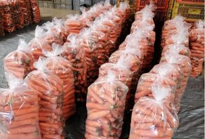 Rep. Dominicana exporta por primera vez zanahorias a Puerto Rico