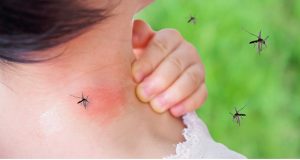 Pediatras llaman retomar jornadas
de limpieza para prevenir el dengue