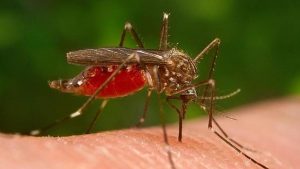 La OMS indica que R.Dominicana puede eliminar la malaria en 2025
