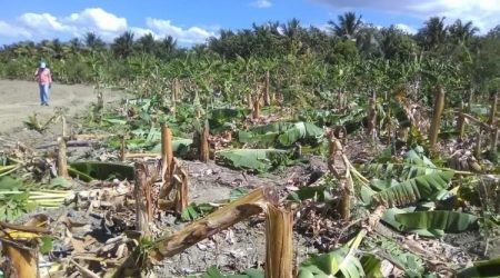 Alianza País denuncia abuso contra agricultores en municipio de Tamayo