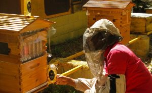 Puntacana Forest Honey gana primer lugar Concurso Nacional de Mieles