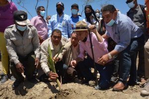 FEDA siembra 50 mil tareas de coco enano brasileño en región Enriquillo