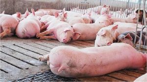 Canadá, EU y Puerto Rico «se blindan» ante brote peste porcina en la RD