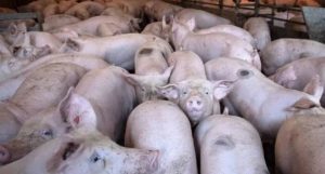 Autoridades sacrificarán 17,000 cerdos para enfrentar la peste porcina