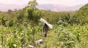 Tormenta tropical Elsa afectó gravemente la agricultura de Haití