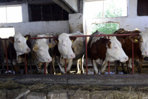 Productores ven alzas en carnes de res no se reflejan hacia el campo