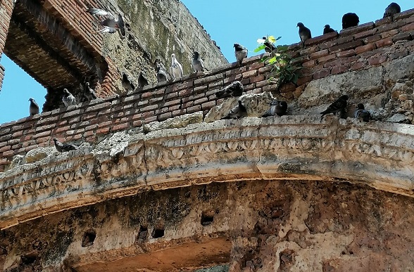 Unas 1,200 especies de aves están amenazadas por la contaminación imagen