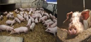 Llega al país equipo desde EE.UU. que detecta la peste porcina en 48 horas