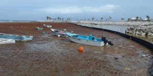 TURISMO: Sargazo, solución para tratar aguas residuales