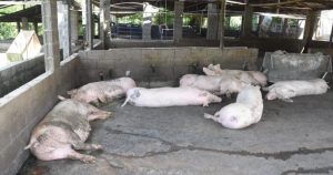Atribuyen a «una trama» alerta en el país por la fiebre porcina africana