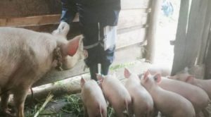 Detectan peste porcina africana en 11 de las 32 provincias de R. Dominicana