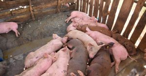 Cuba emite Alerta sanitaria por brote de la peste porcina africana en Rep. Dom.