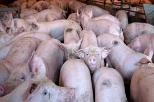 R.Dominicana sacrifica más de 30 mil cerdos por la peste porcina