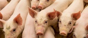 Peste porcina africana convierte en una amenaza para América