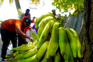 Inespre anuncia venta de plátanos a peso en mercados productores