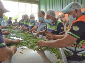 FEDA impulsará crianza de ovejas, chivas y pollitas con porcicultores