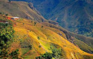 México y Haití buscan implantar un programa de reforestación