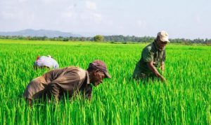 450 productores agropecuarios son beneficiados por el Inespre