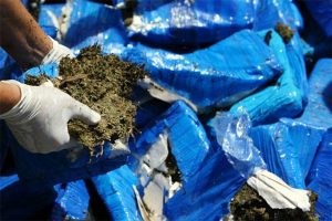 Autoridades de Haití decomisan cargamento de marihuana