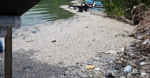 BARAHONA: Miles peces muertos aparecen en el muelle del puerto