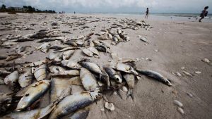 Investigan muerte peces en Sabana de la Mar y Miches