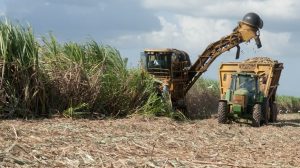 Denuncian campaña descrédito contra industria azucarera de RD