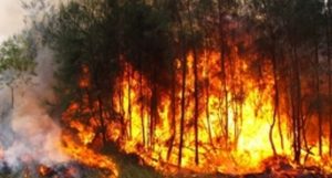 Combaten incendios que afectan a la sierra de Bahoruco y a Haití
