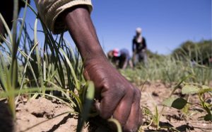 Producción agrícola RD depende de extranjeros en más del 90%