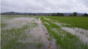 IAD supervisa daños Montecristi; 395 parcelas afectadas por lluvias